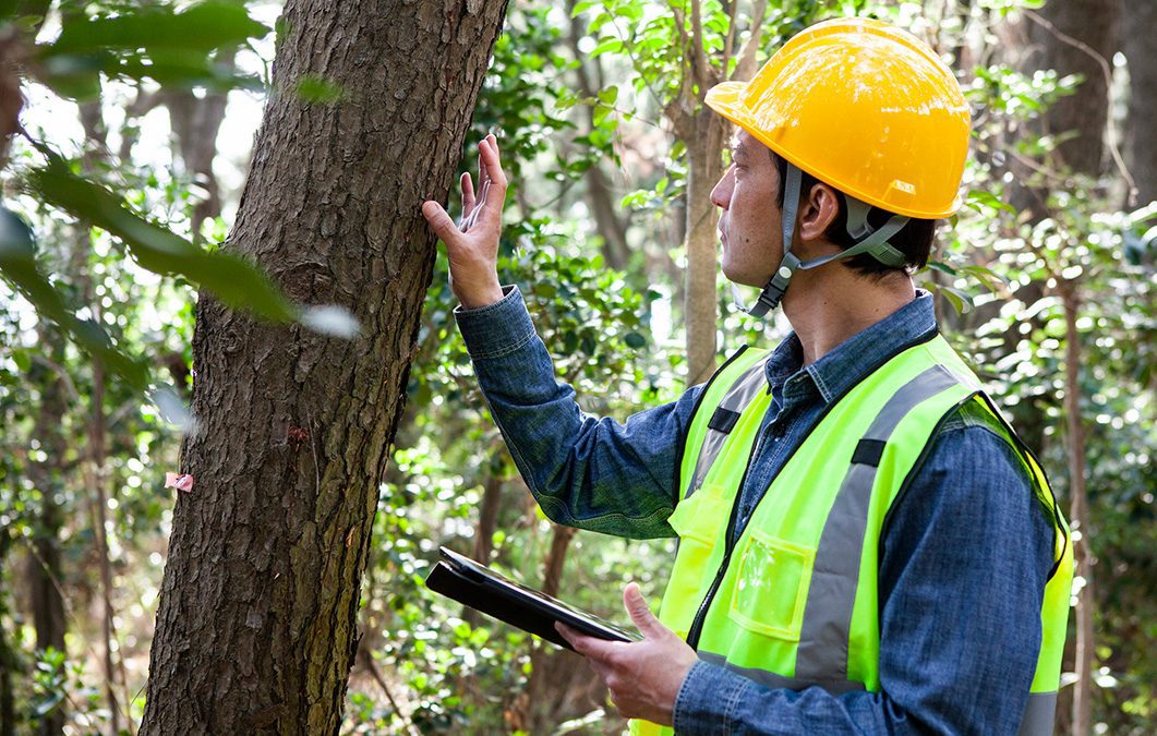 A helmeted person takes samples to survey the damage to a wooded area.