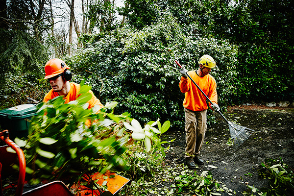 Arborists working outdoors in the forest